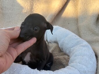 Taliansky chrtík (Italian greyhound) - 7