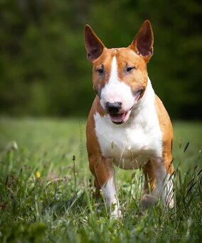 Mini bullterier / Miniature Bullterrier - 7