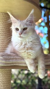 ❣️Mainská myvalia Maine Coon s PP❣️ - 7