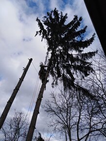 Výrub stromov, rizikové pílenie, štiepkovanie frézovanie pňa - 7