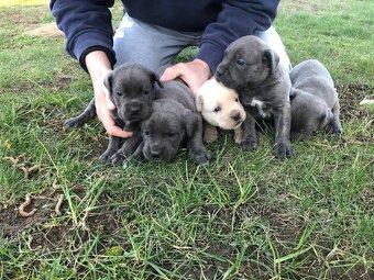 Cane Corso šteniatka - 7