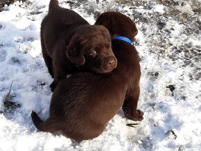 Labrador retriever -  čokoládové šteniatka s PP - 7