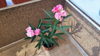 Oleander ružový, plnokvetý - 7