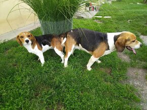 Beagle, Bigel, Bigl-steniatko, fenka - 7