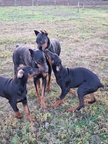 Šteniatka Doberman - 7