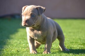 American bully - 7