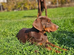 Doberman šteniatká - 7