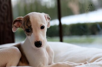 Whippet male - 7