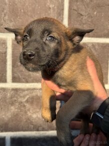 Belgicky ovčiak Malinois - 7