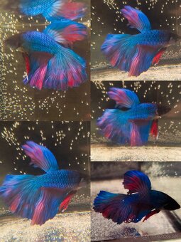 Betta Splendens - Bojovnica Pestrá - 7