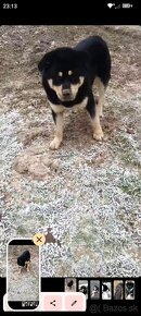 darujem Rottweiler/Husky/Shiba Inu rotvajlera surne - 7