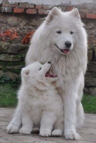 SAMOJED ŠTENIATKA S RODOKMEŇ - 7