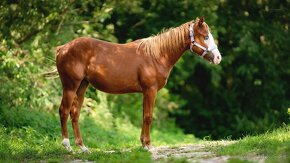 American Quarter Horse klisna, nominována na Futurity - 7