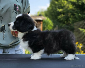 Welsh Corgi Cardigan-štěňata s průkazem původu FCI - 7