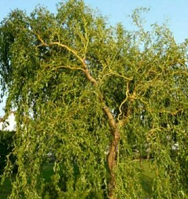 Vŕba pokrútená (kučeravá). Salix erythroflexuosa. - 7