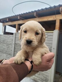 Golden retriever-zlatý retriever - 7