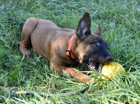 Belgický ovčák Malinois - 7