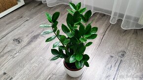 Zamiokulkas (Zamioculcas zamiifolia) - 7