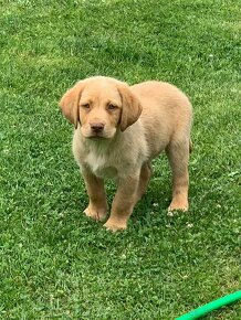 Čistokrevní štěňata labrador IHNED - 7