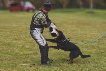 Beauceron s PP - 7