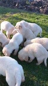 Šteniatka labrador a kríženec zlatý retriever - 7