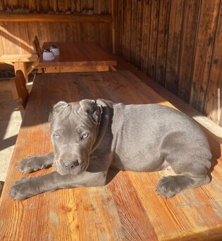 Šteniatka Cane Corso - 7