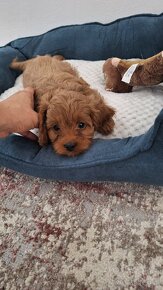 Cavapoo - 7