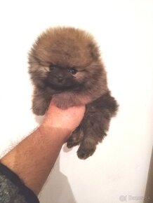 Pomeranian - 7