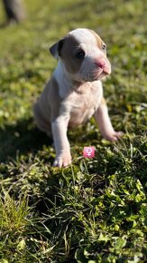 American bully - 7