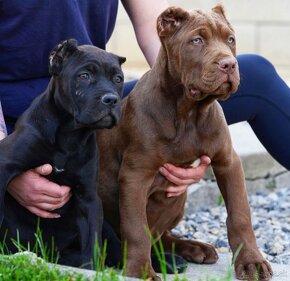 Bandog na krytie - 7