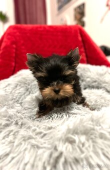 Yorkshire terrier, mini york, jorkšírsky teriér - 7