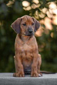 Rhodesian ridgeback šteniatka s PP - 7