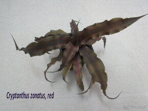 Terarijné bromélie Cryptanthus - 7