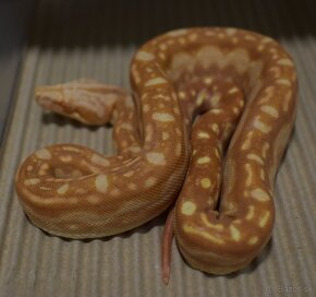 Aztec Boa constrictor - 7