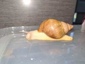 Africký slimáci achatina Fulica  Hamillei Rodatzi albinobody - 7