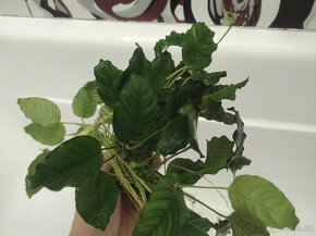 Anubias na kameni - 7