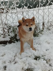 Shiba inu psík s PP - 7