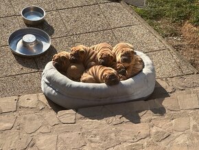 Šteniatka sharpei, sarpej, Shar-pei - 7