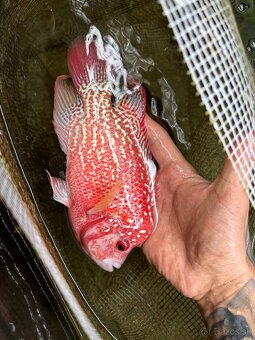 Flowerhorn King Kamfa Golden Basse Fader samica - 7