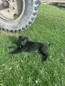 Predam cane corso - 7