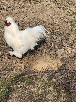 Predám kohúta Ayam Cemani, kohúta Hodvábničky - 7