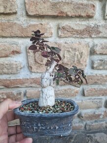 Plectranthus ernestii sukulentny bonsai - 7