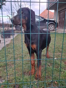 Šťeniatka Doberman - 7