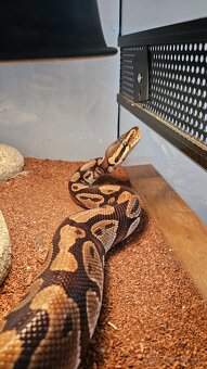 Python Regius - terarium + had - 7