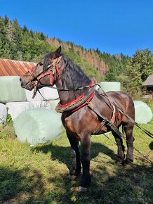 Predam tanzeho zrebca peja - 7