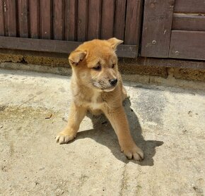 shiba inu - 7