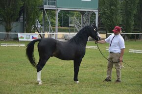 Welsh pony sekce B - 7