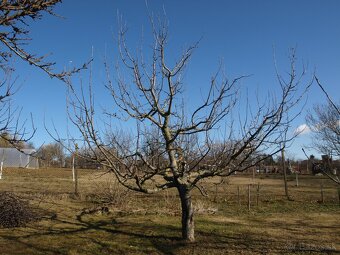 Rez ovocných stromov, záhradné údržby - 7