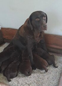 Labrador šteniatka čokoládové s rodokmeňom - 7