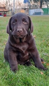 Labrador šteniatka čokoládové s rodokmeňom - 7